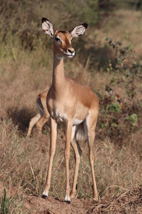 My favorite serengeti wildlife from our safari – Artofit