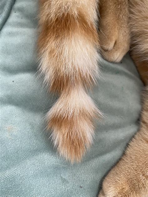 My cats tail looks like this. He isn’t sick. Does anyone know what