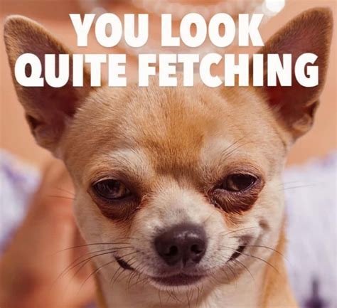 [100+] Funny Chihuahua Pictures | Wallpapers.com