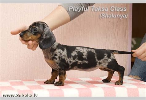 Taxa Dog