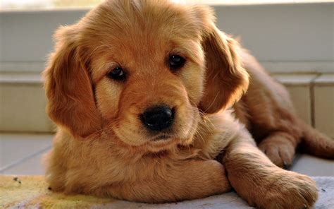 golden retriever puppy face