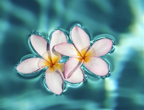 Water Flower Wallpapers - Wallpaper Cave
