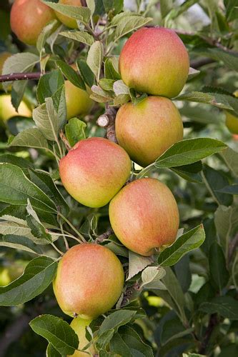 apple malus domestica braeburn
