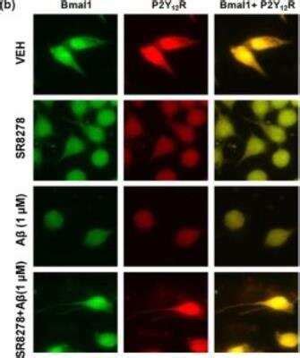 P2Y12/P2RY12 Antibody (NBP1-78249): Novus Biologicals