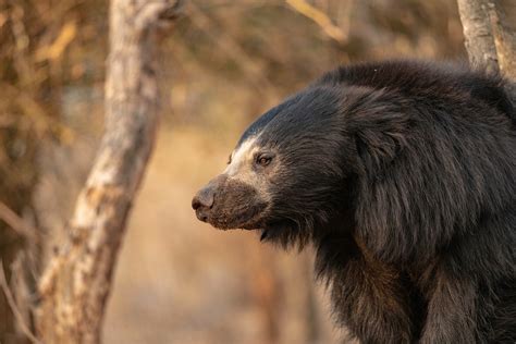 Sloth face - browserlader