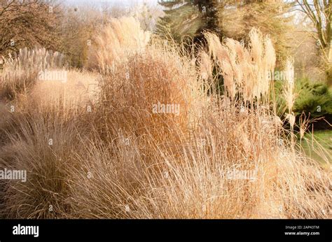 decorative grass  res stock photography  images alamy
