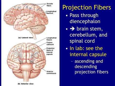PPT - Principal Parts of the Brain PowerPoint Presentation, free ...