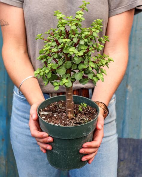 Stunning chinese money tree varieties for your garden – Artofit