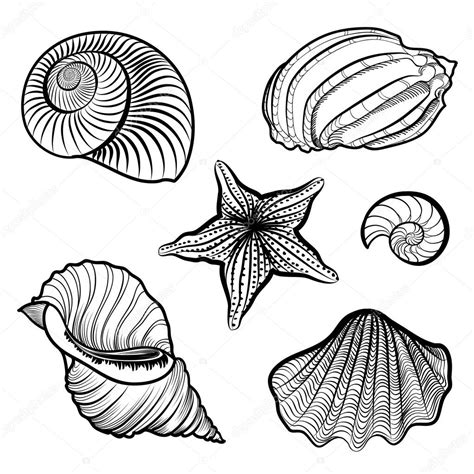 Рисунок ракушка карандашом: How to draw step by step shell pencil