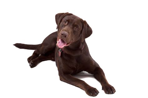 Why Do Labradors Limp at Justin Goodenough blog