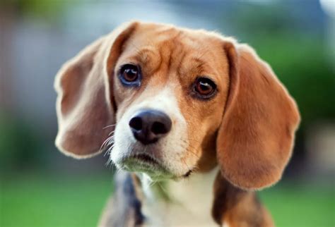 Beagle Dog Breed Information & Characteristics