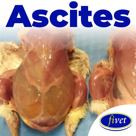 Ascites (water belly) has become a... - Fivet Animal Health