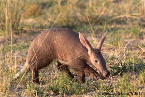 Baby Aardvark | Back from a magic Safari in Botswana. Highli… | Flickr