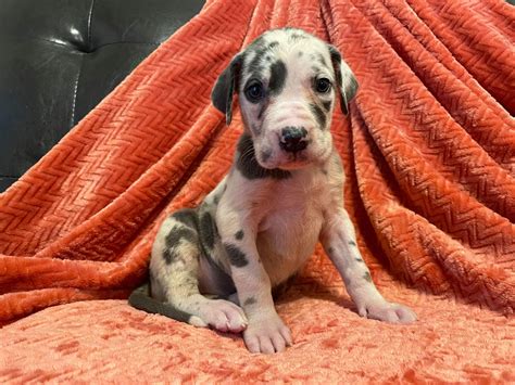 Blue Harlequin Great Dane