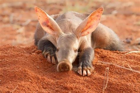 aardvark  wander lord