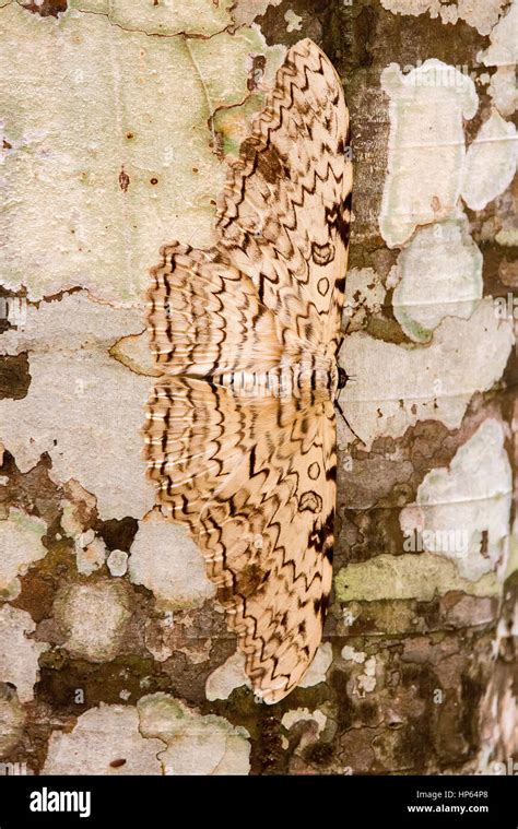 mariposa imperador thysania agrippina camuflada em tronco de arvore