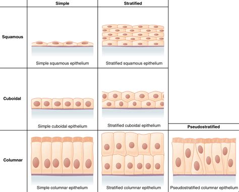 Unit 6: Tissue Structure and Functions – Douglas College Human Anatomy ...
