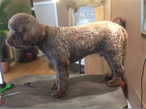 What Is The Grooming On A Lagotto Romagnolo
