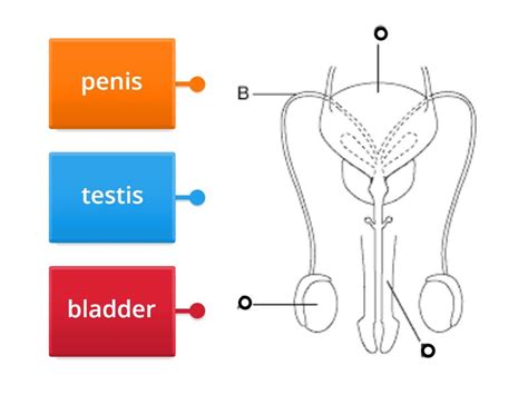 male reproductive organ labelled diagram