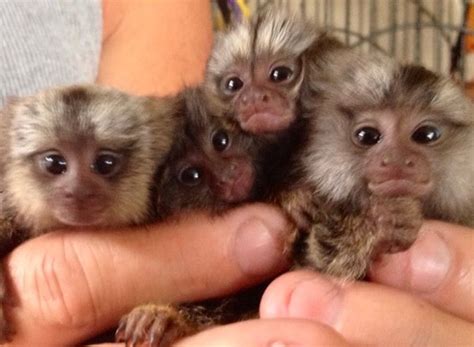 Finger Monkey Pet For Sale | Pets Animals US