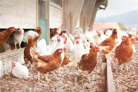 range chickens  stocksy contributor visualspectrum stocksy