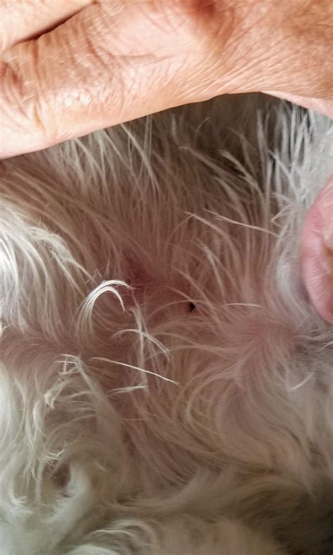 Can I Give My Dog Benadryl for Skin Allergies and Itching? | Petco