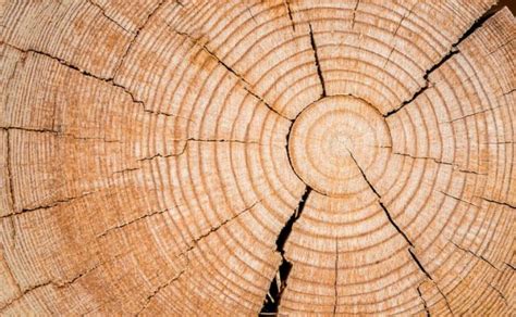 medullary rays  oak wood