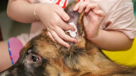 The Ultimate Dog Ear Wax Color Chart: How to Keep Them Healthy