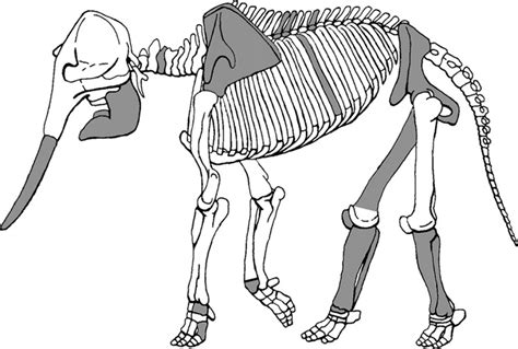 Anatomical representation of the grouped elephant bone remains from the... | Download Scientific ...