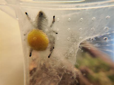 Jumping Spider Egg Sac