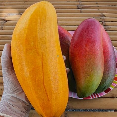 Red Ivory Mango (Grafted) | Buy Now Original Grafted Plant