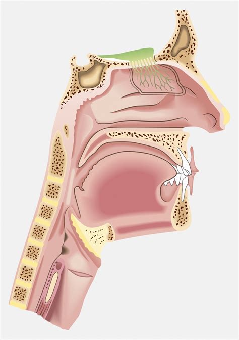 Pharynx - Things You Didn't Know