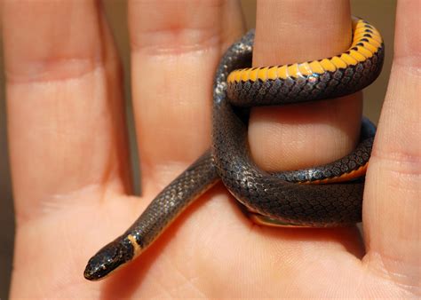 Ring-necked snakes were originally simply called “ring snakes,” named