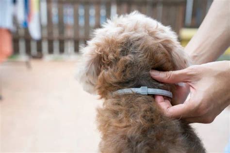 Do Flea Collar Kill Fleas: Understanding Its Pros and Cons - NM Pest Control