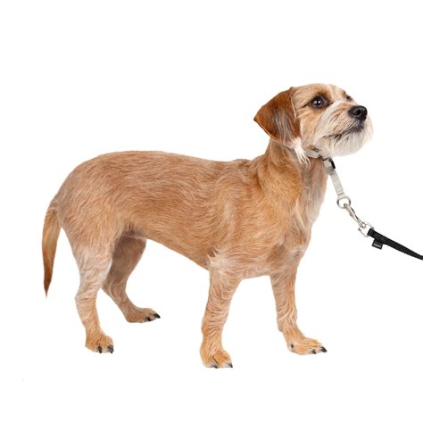 PetSafe Gentle Leader Headcollar, No-Pull Dog Collar, Stops Pets from