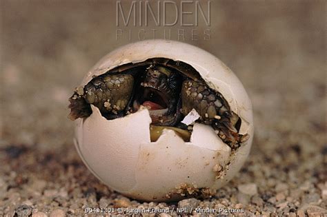 Tortoises stock photo - Minden Pictures