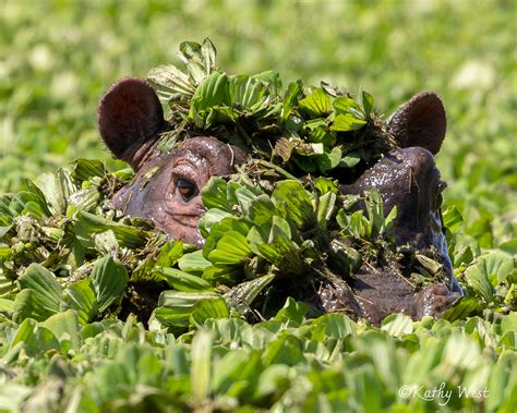 Welcome | KathyWestStudios