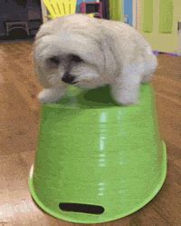 Free Funny GIF by America's Funniest Home Videos - Find & Share on GIPHY