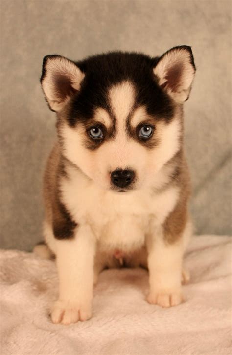 chip pomsky hidden acres puppies