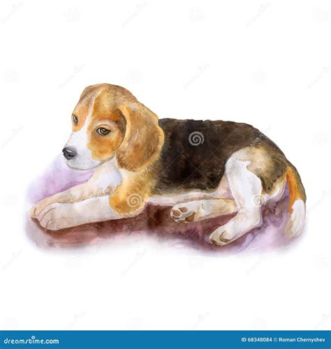 Watercolor Portrait of Popular English Beagle Dog on White Background. Hand Drawn Sweet Home Pet