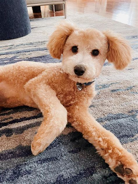 town and country cut for poodles 3