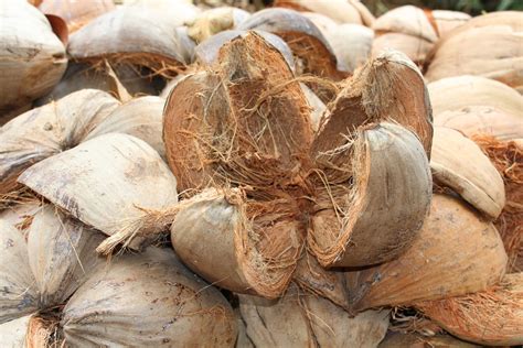 leveraging coconut waste  maximize impact  charcoal project