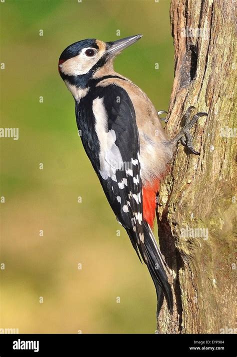 Woodpecker Pecking Wood High Resolution Stock Photography and Images