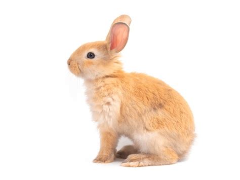 bunny side view royalty  images stock  pictures