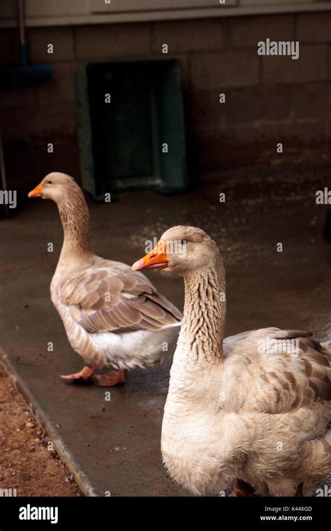 American buff goose Anser anser domesticus is a rare breed of goose ...