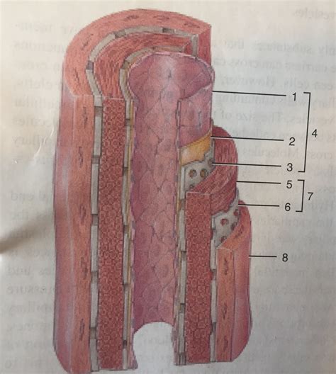 structure of a muscular artery Diagram | Quizlet