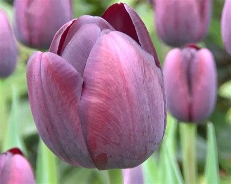 Tulip 'Queen of Night' bulbs — Buy online at Farmer Gracy UK