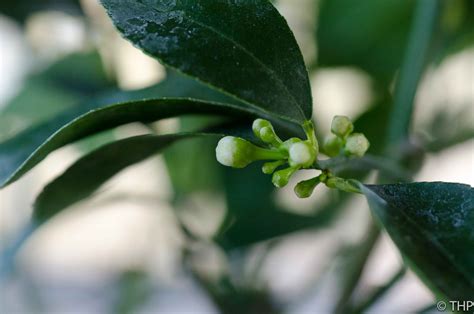 Sunroom Gardening: My Meyer Lemon tree is getting flowers!