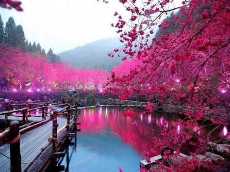 musim sakura  jepang sakura