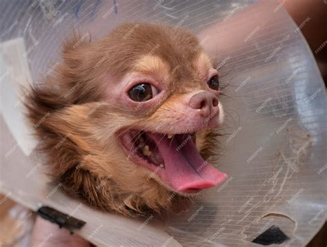 Premium Photo | Chihuahua dog with demodicosis, allergy dog skin